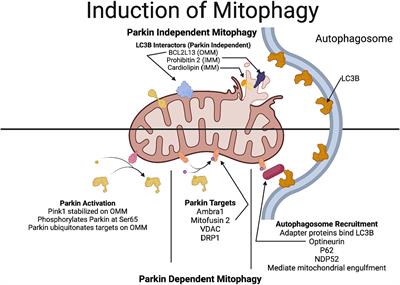 Role of mitophagy in ocular neurodegeneration